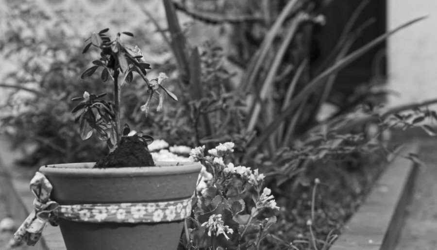 ONDE AS FLORES CRESCEM